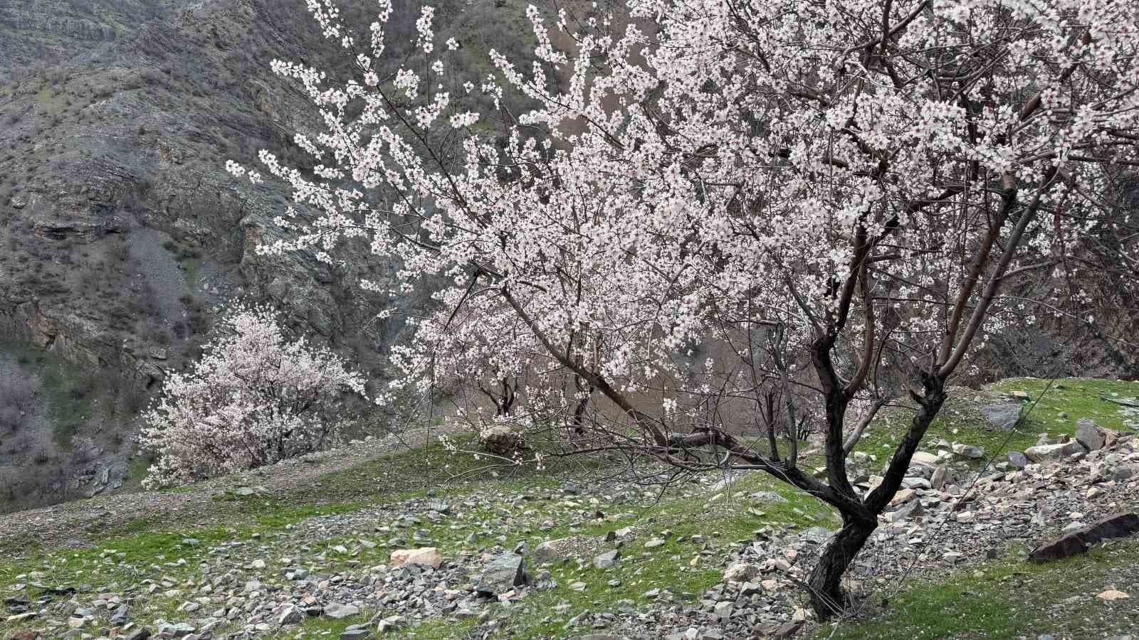 Şırnak’ta badem ağaçları çiçek açtı