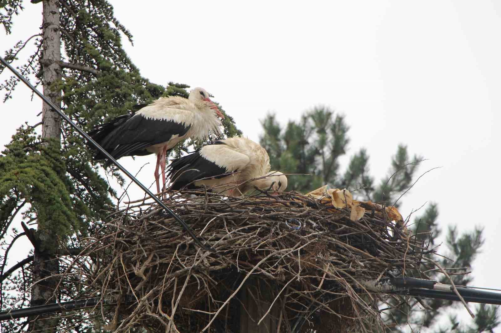Leyleklere ‘Saygılı’ köy: Bütün elektrik direkleri yuva oldu, leylekler için tedbir alındı