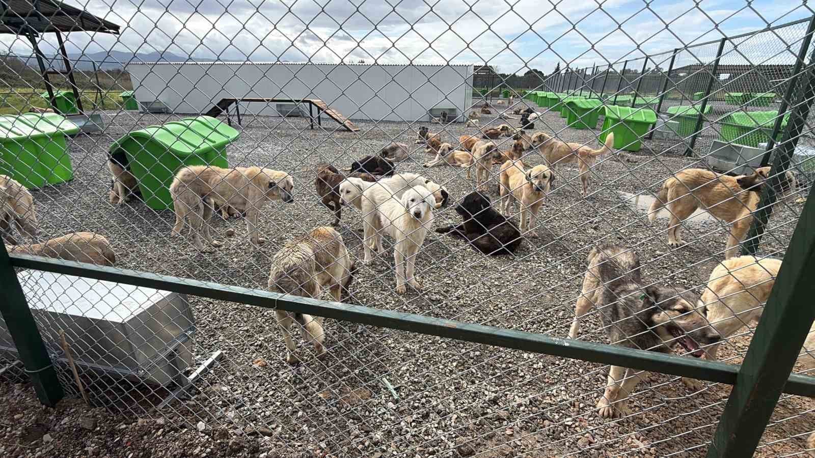 Sokak hayvanları doğal yaşam alanına kavuştu