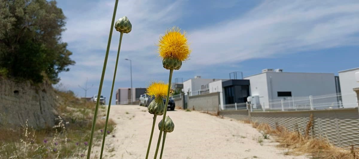 Doğaseverlerden Tülüşah için "acil koruma" çağrısı