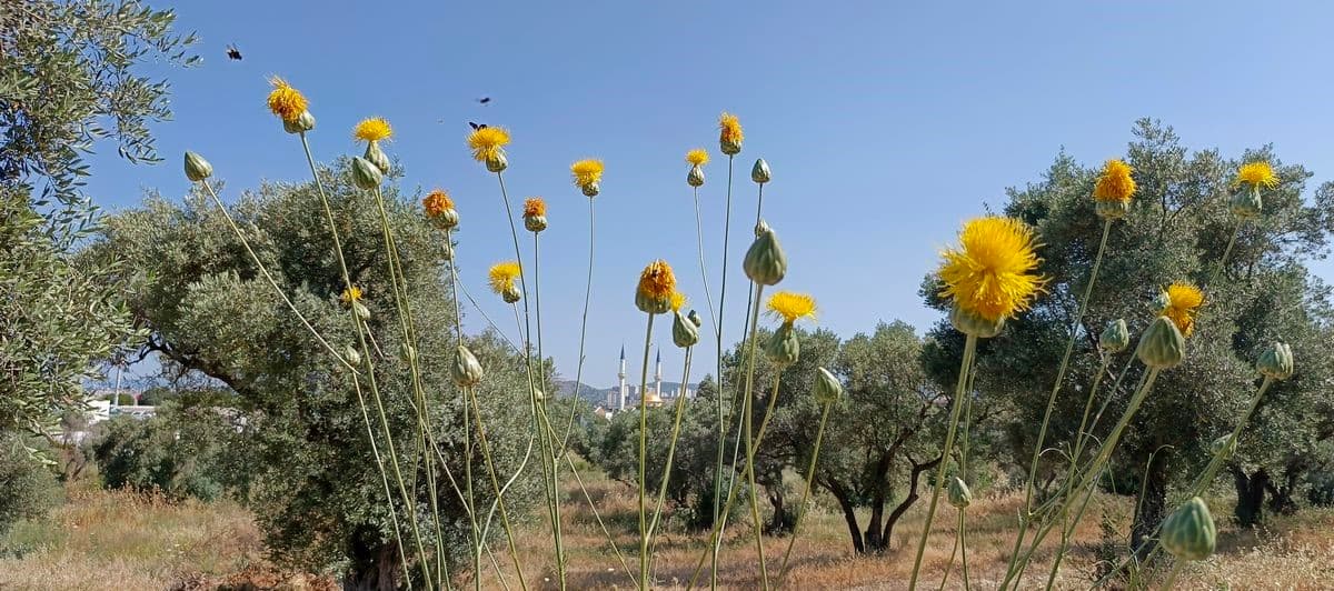 Doğaseverlerden Tülüşah için "acil koruma" çağrısı