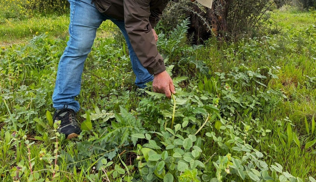 Doğaseverlerden Tülüşah için "acil koruma" çağrısı