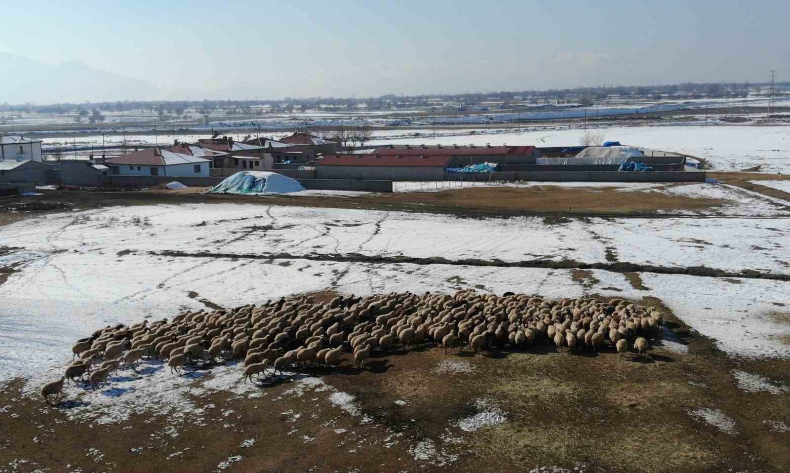 Yeni doğan kuzularla birlikte besicilerde tatlı telaş yaşanıyor