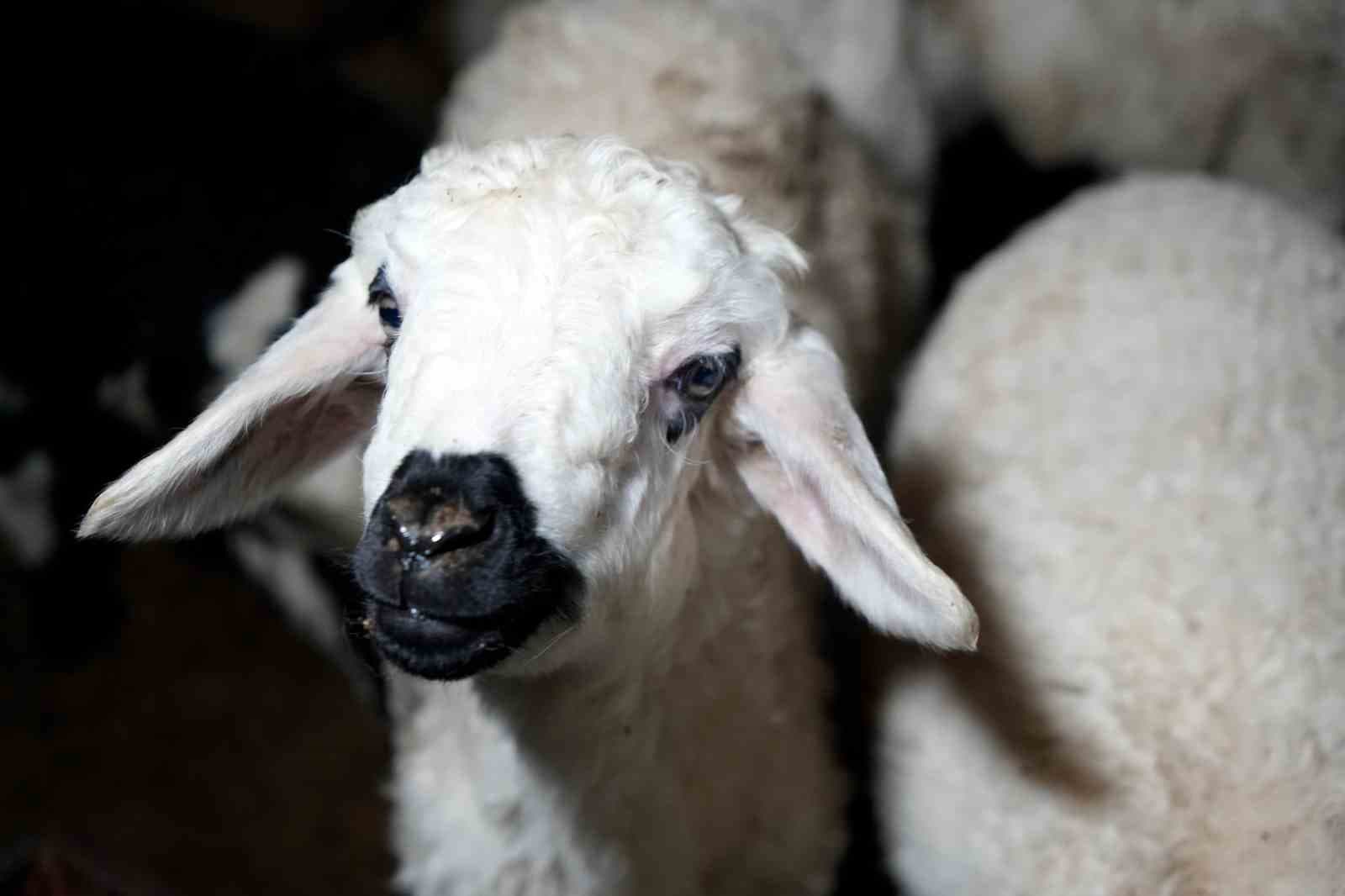 Yeni doğan kuzularla birlikte besicilerde tatlı telaş yaşanıyor