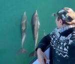 Rizeli balıkçı teknesinin yoldaşı yunus balıkları oldu