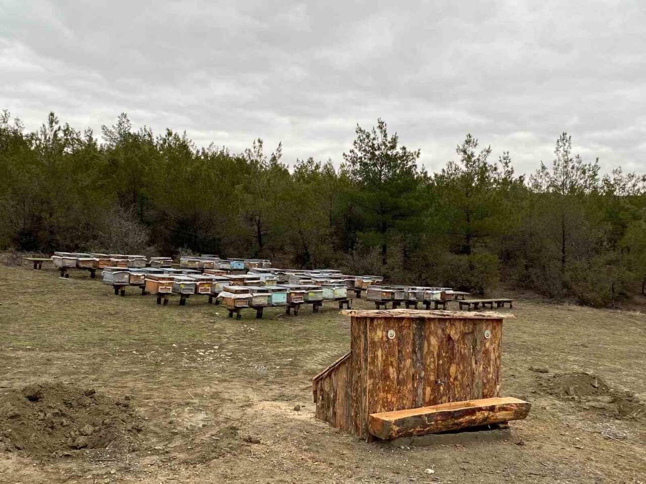 Sinop’a bal ormanı