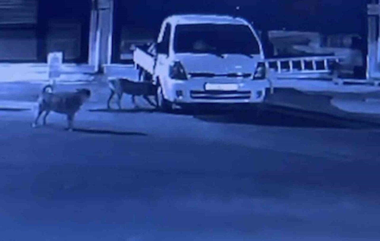 Sokak köpekleri park halindeki kamyoneti parçaladı: O anlar kamerada