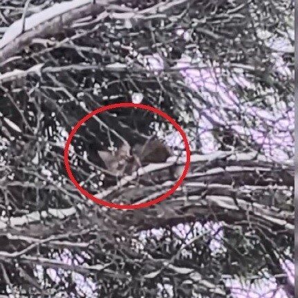 15 saat ağaçta mahsur kalan kediyi itfaiye kurtardı