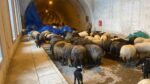 50 küçükbaş hayvanı telef olan besici karayolu tüneline sığındı