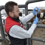 Amasya’da ilkbahar dönemi şap aşılama çalışması başladı