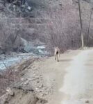 Artvin´de nesli tehlike altında olan vaşak görüntülendi