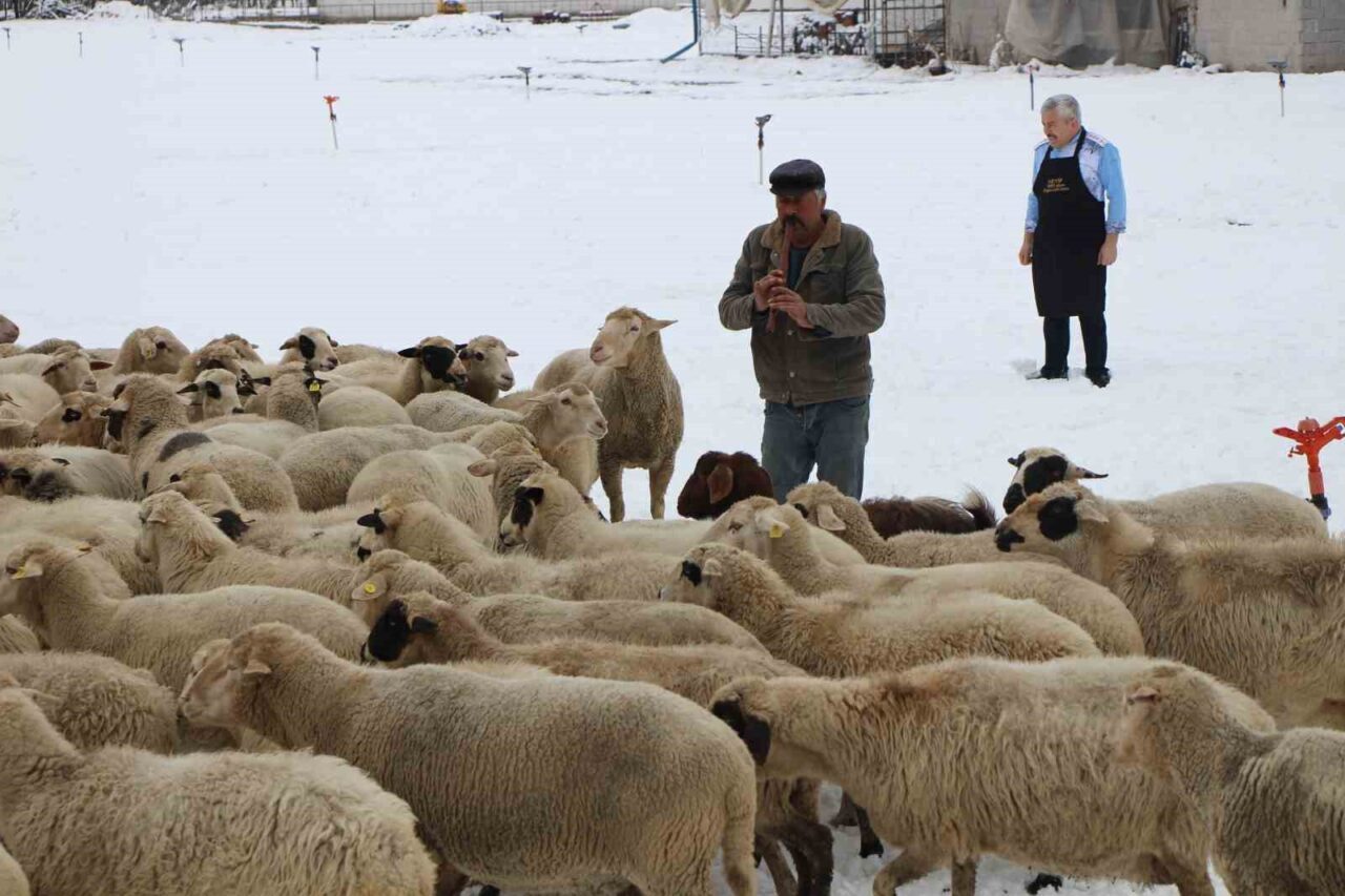 Emektar çoban koyunlara yaz kış kaval çalıyor