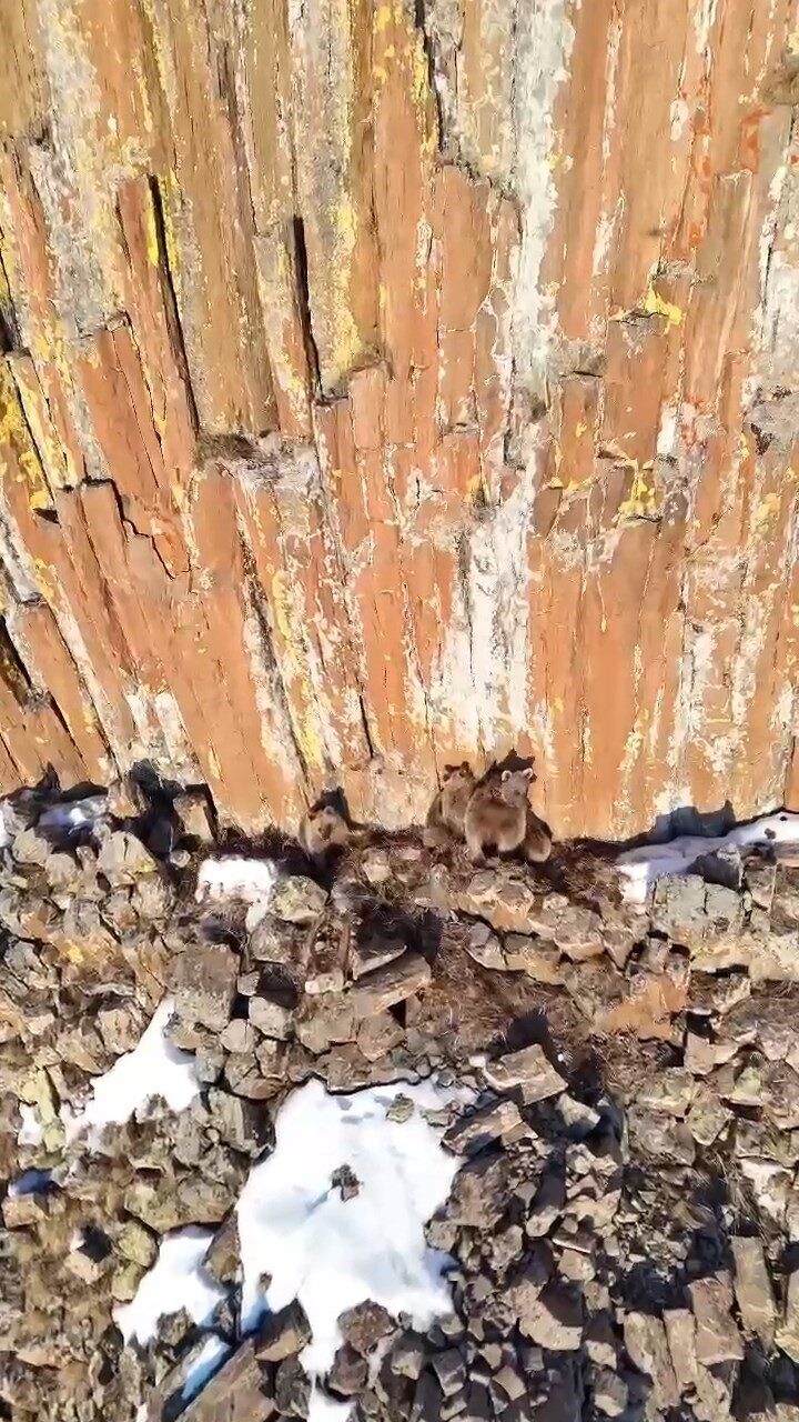 Gümüşhane’de anne ayı ve yavruları dron kamerasına takıldı