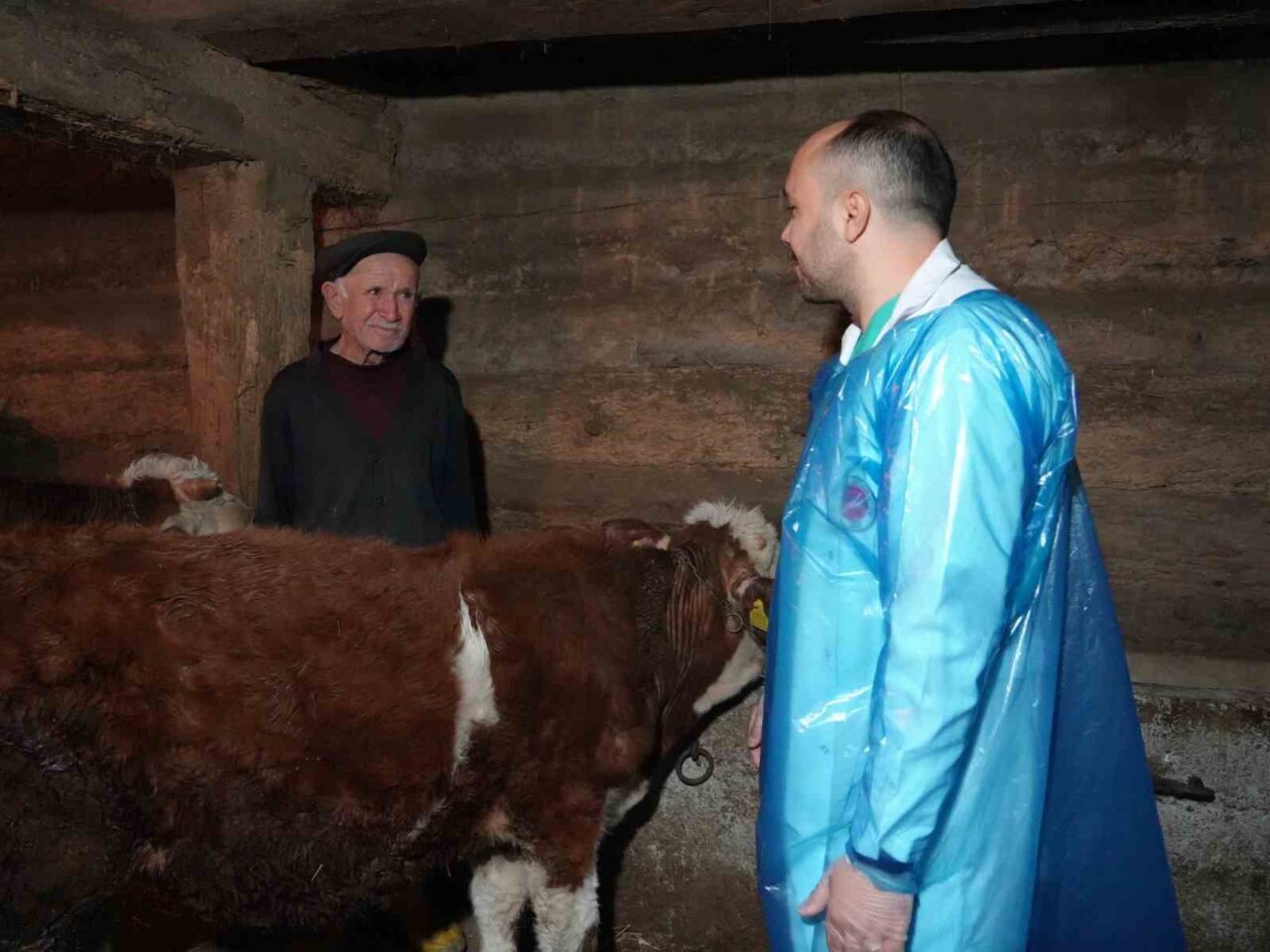 Hayvan yetiştiricileri için önemli araştırma: Havalandırılmayan ahır hem verimi düşürüyor hem de hastalıklara yol açıyor