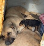 Kangal köpeğinin yavru köpek merhameti iç ısıttı