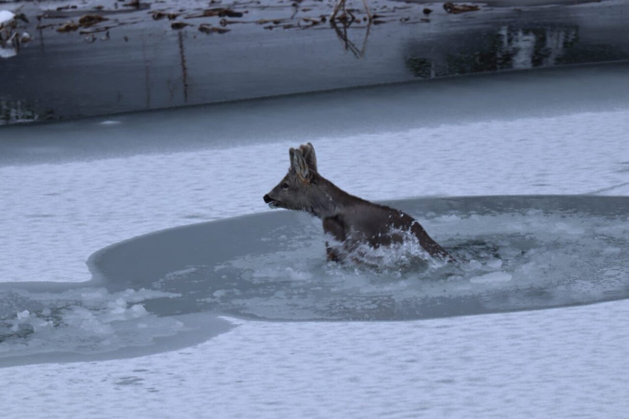 Karacanın zor anları