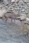 Kendini kurtarmak için dereye atlayan karaca vatandaşlar tarafından görüntülendi