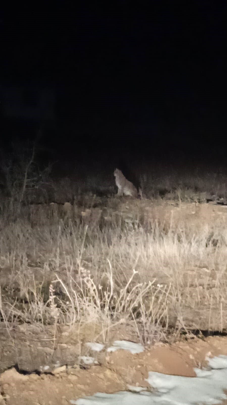 Nesli tehlike altındaki Kafkas Vaşağı gece avlanırken görüntülendi