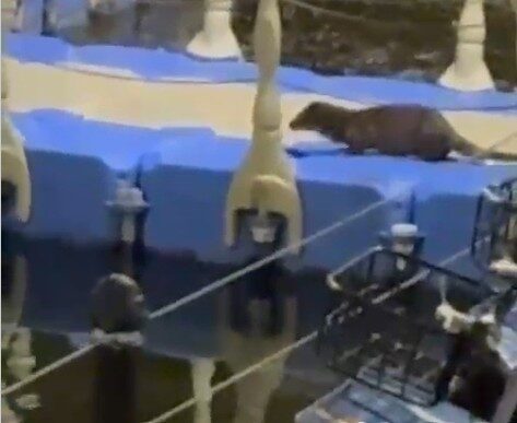 Tokat’ta nesli tükenme tehlikesi altındaki su samuru görüntülendi