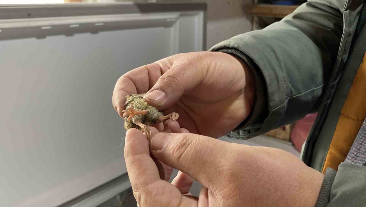 Üç ayaklı bıldırcın yavrusu görenleri şaşırttı