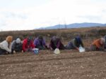 35 yıldır sarımsak tarlalarında çalışan kadın: "Düğüne gider gibi sarımsak tarlasına geliyorum"
