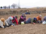35 yıldır sarımsak tarlalarında çalışan kadın: "Düğüne gider gibi sarımsak tarlasına geliyorum"