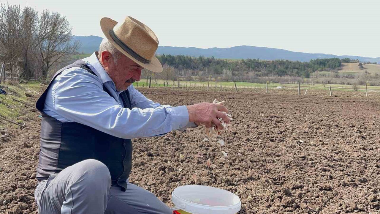 77 yaşındaki çiftçi gençlere taş çıkartıyor: Taşköprü sarımsağıyla geçimini sağlıyor