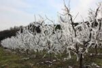 Ağaçların hepsini soğuktan korumak için dondurmuştu, tomurcukların yüzde 80’i çiçek açtı