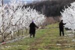 Ağaçların hepsini soğuktan korumak için dondurmuştu, tomurcukların yüzde 80’i çiçek açtı