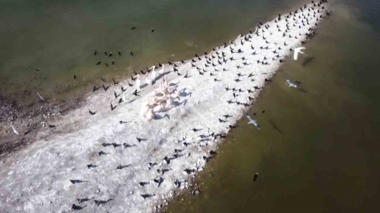 Ak pelikan ve telli turnaların yuvası Yedikır Baraj Gölü