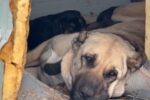 Anneleri ölen yavru kurt köpeklerine Kangal köpeği annelik etti
