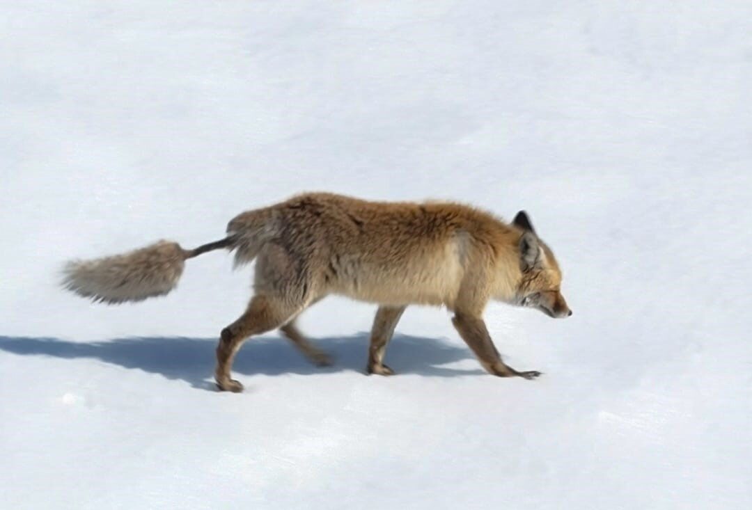 Artvin’de görüntülenen kızıl tilki, ilginç kuyruğuyla dikkat çekti
