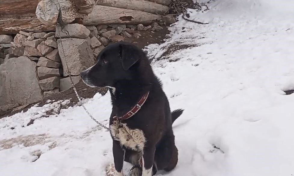 Artvin’de kurt sürüsüyle tek başına mücadele eden köpeğin sahibi yaşanan o anları anlattı