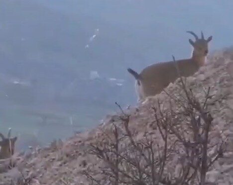 Dağ keçilerini görüntülemek için keçi gibi tırmandı