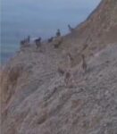 Dağ keçilerini görüntülemek için keçi gibi tırmandı