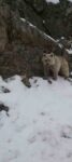 Dağ keçisini ayıya yem olmaktan kurtardı