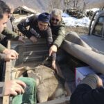 Dikenli tele takılan karaca yavrusunu ekipler kurtardı