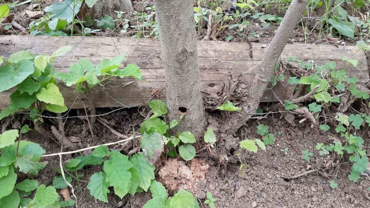 Fındığın kanseri ’Drakula’ son evrelerini yaşıyor