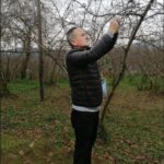 Fındıkta kış soğukları ve ilkbahar geç donlarını anlattılar