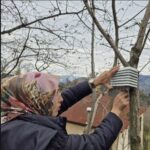 Fındıkta kış soğukları ve ilkbahar geç donlarını anlattılar