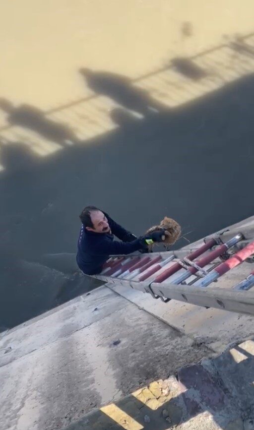 Gümüşhane’de Harşit Çayı’na düşen kediler itfaiyeyi seferber etti