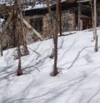 Gümüşhane’de kümes etrafında gezen vaşak görüntülendi