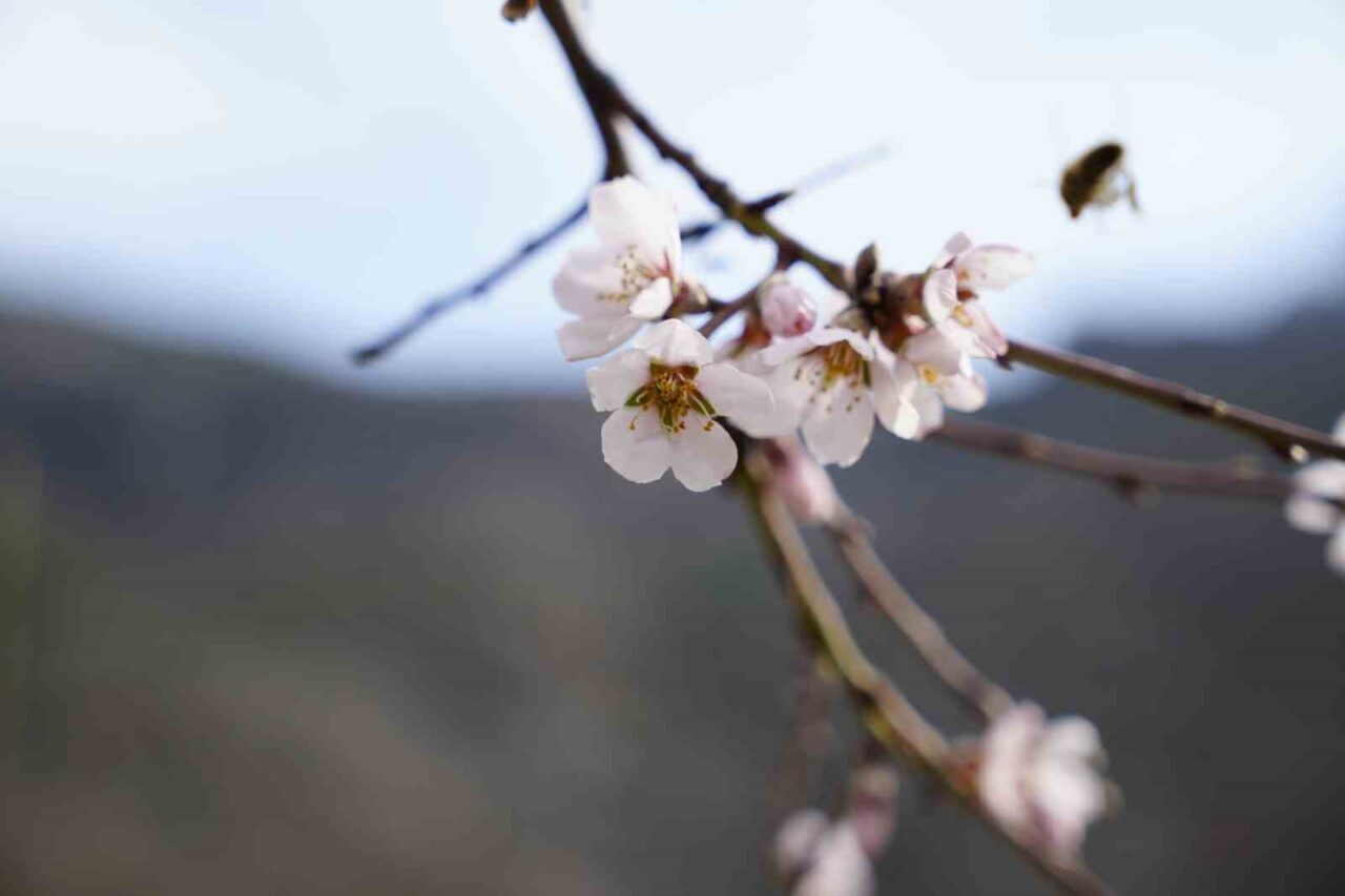 Gümüşhane’de yalancı bahara aldanan badem ağaçları çiçek açtı