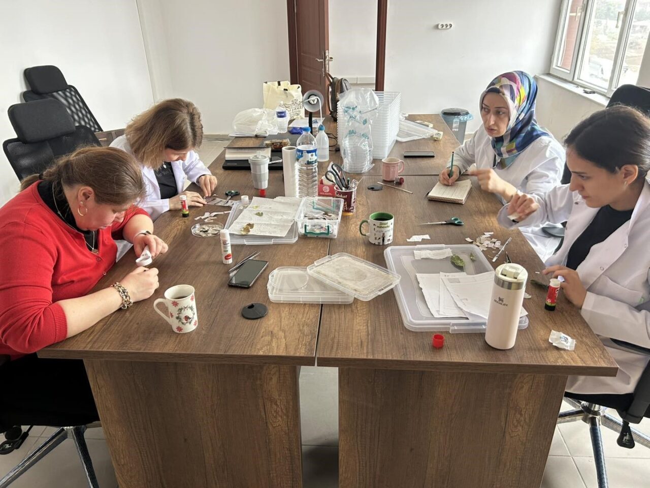 Kahverengi kokarca ile mücadelede samuray arısı üretimi sürüyor