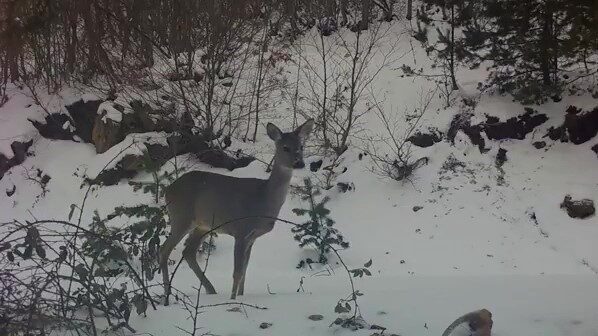 Karacadan fotokapana güzel pozlar
