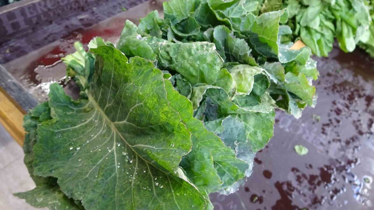 Karadeniz insanının vazgeçilmezi ama fazla tüketilmesi tiroid bezi hastalıklarını tetikliyor