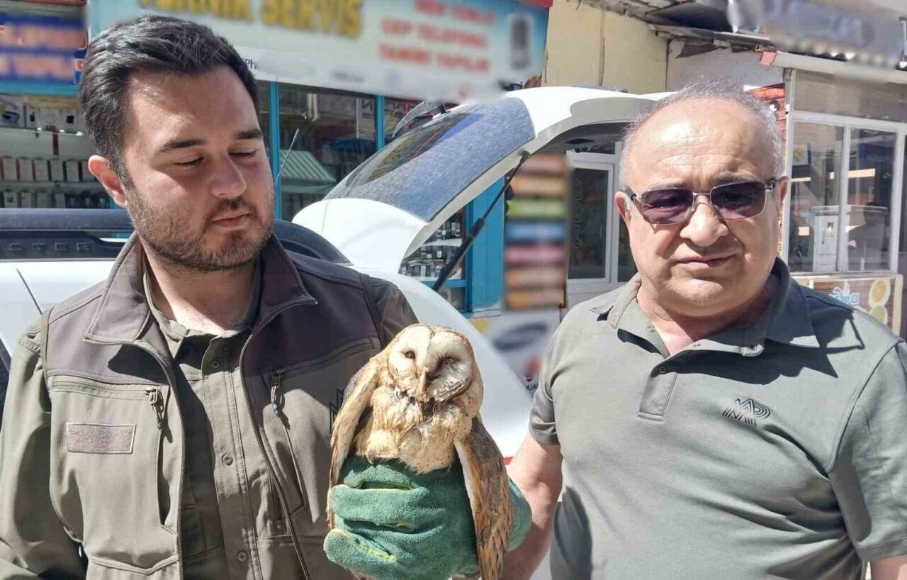 Kargaların saldırdığı yaralı peçeli baykuş koruma altında