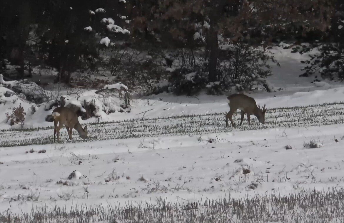 Kastamonu’da aç kalan karacalar, köylere inerek ekili arazilerde otladı