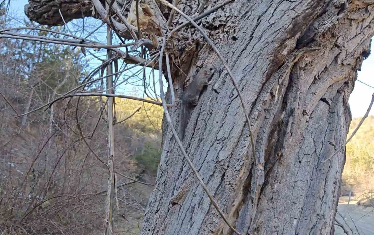 Kastamonu’da bulunan yediuyurlar ormana salındı