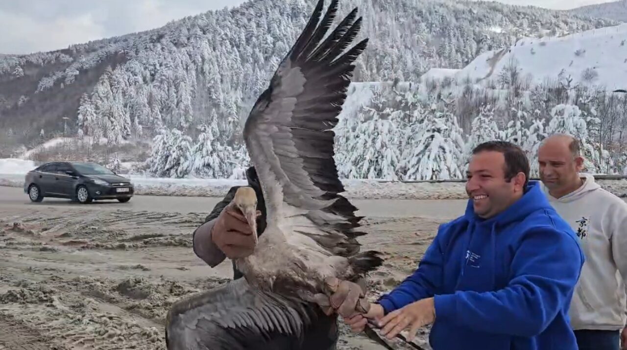 Kastamonu’da tedavi edilen turna doğaya salındı